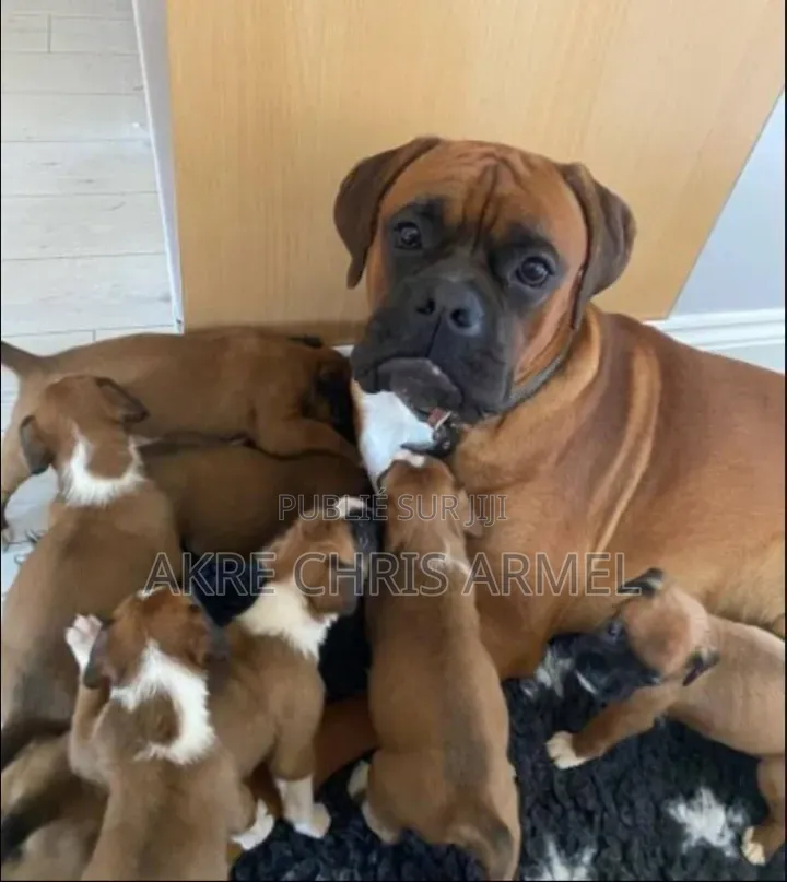 1-3 mois Homme Pure race Boerboel