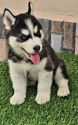 1-3 mois Femme Pure race Siberian Husky