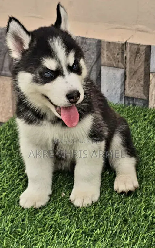 1-3 mois Femme Pure race Siberian Husky