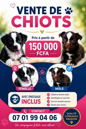 1-3 mois Femme Pure race Rottweiler
