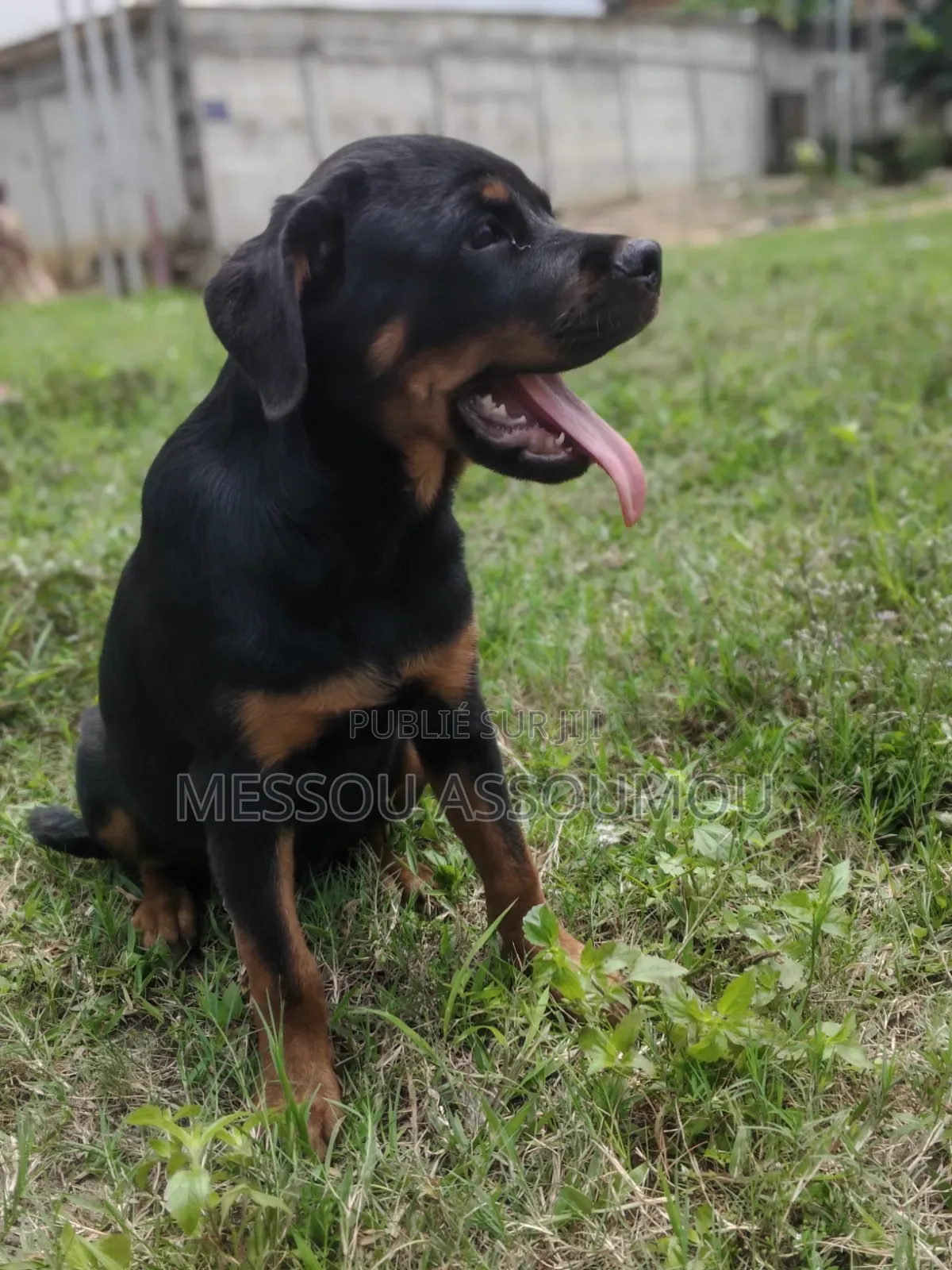 1-3 mois Femme Pure race Rottweiler