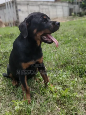 1-3 mois Femme Pure race Rottweiler