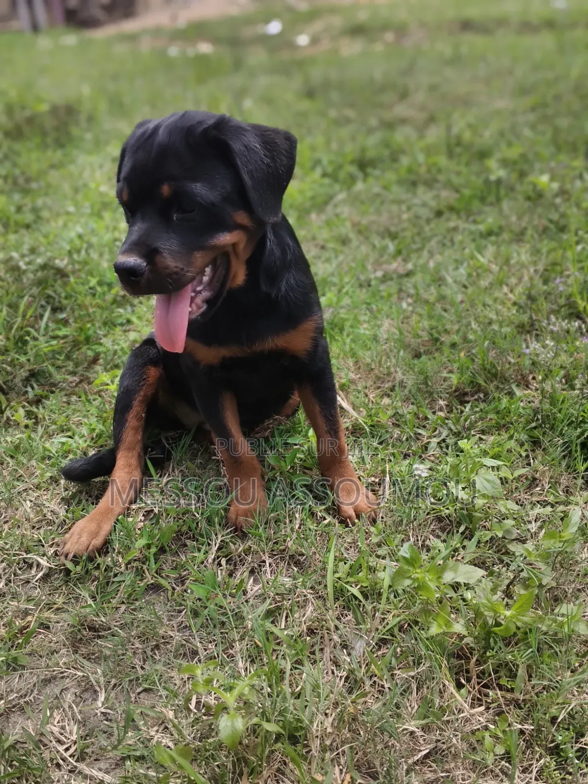 1-3 mois Femme Pure race Rottweiler