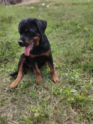 1-3 mois Femme Pure race Rottweiler