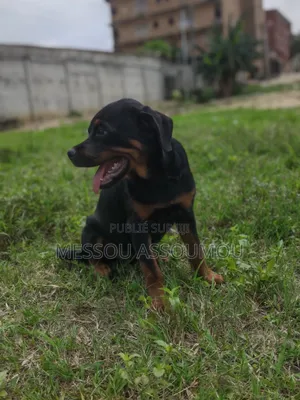 1-3 mois Femme Pure race Rottweiler