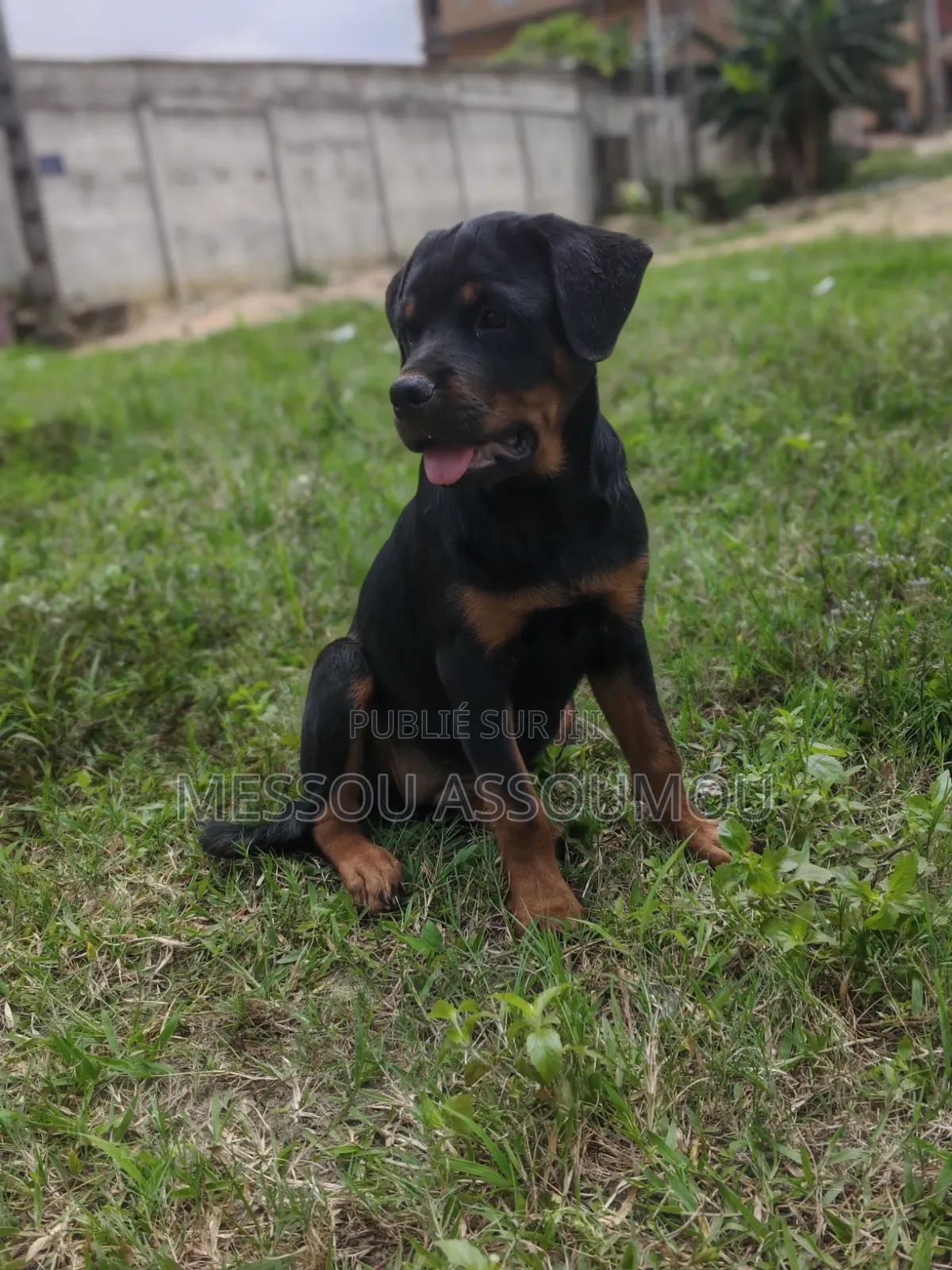 1-3 mois Femme Pure race Rottweiler