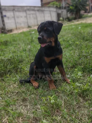 1-3 mois Femme Pure race Rottweiler