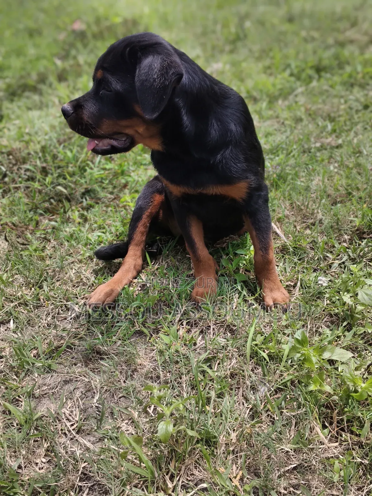 1-3 mois Femme Pure race Rottweiler