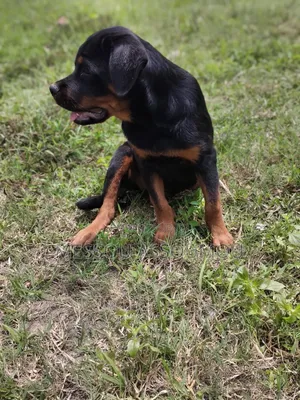 1-3 mois Femme Pure race Rottweiler