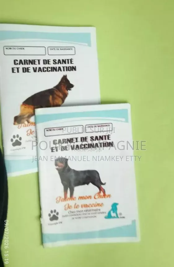 3-6 mois Femme Race mixte Belgian Malinois
