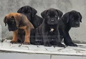 1-3 mois Homme Pure race Boerboel