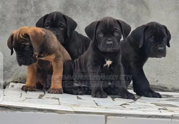 1-3 mois Homme Pure race Boerboel