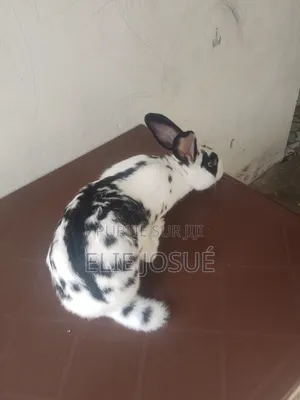 Lapins De Reproduction Et De Consommation