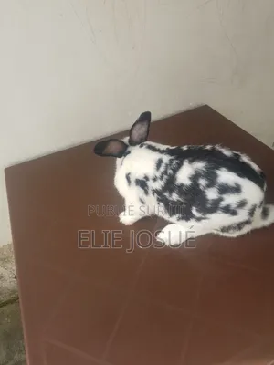 Lapins De Reproduction Et De Consommation
