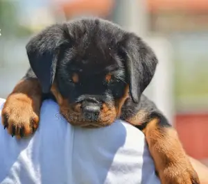 1-3 mois Homme Pure race Rottweiler