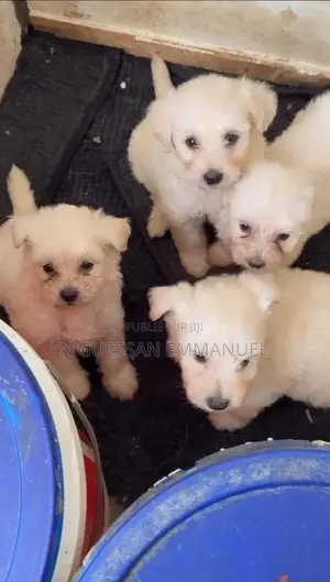 1-3 mois Homme Pure race Bichon Frise