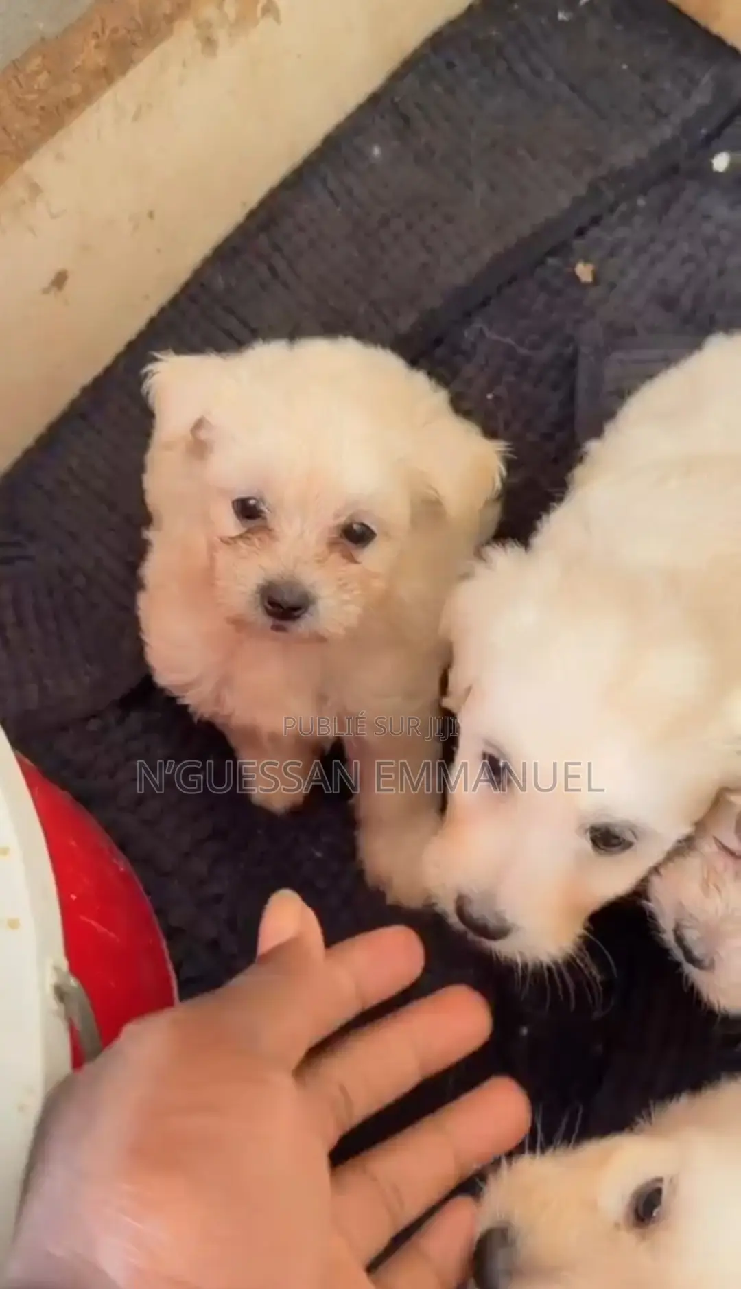 1-3 mois Homme Pure race Bichon Frise