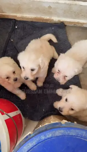 1-3 mois Homme Pure race Bichon Frise