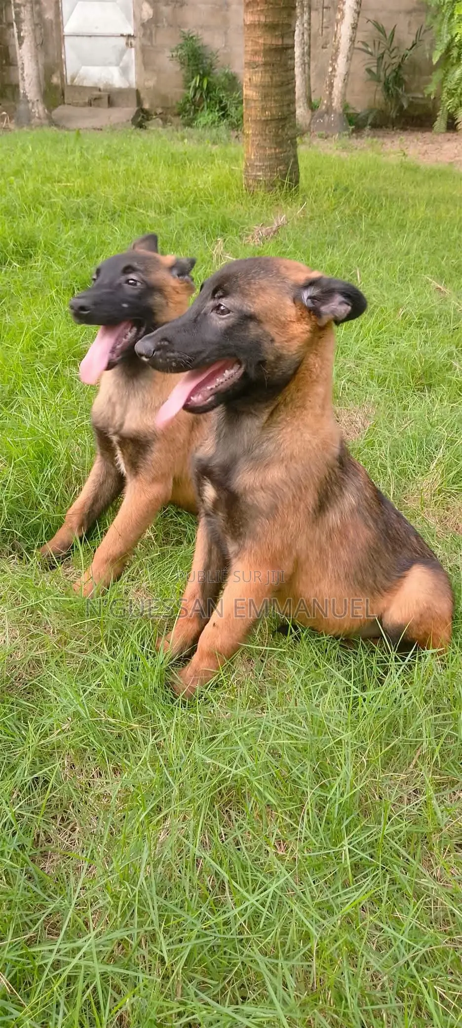 1-3 mois Homme Pure race Belgian Malinois