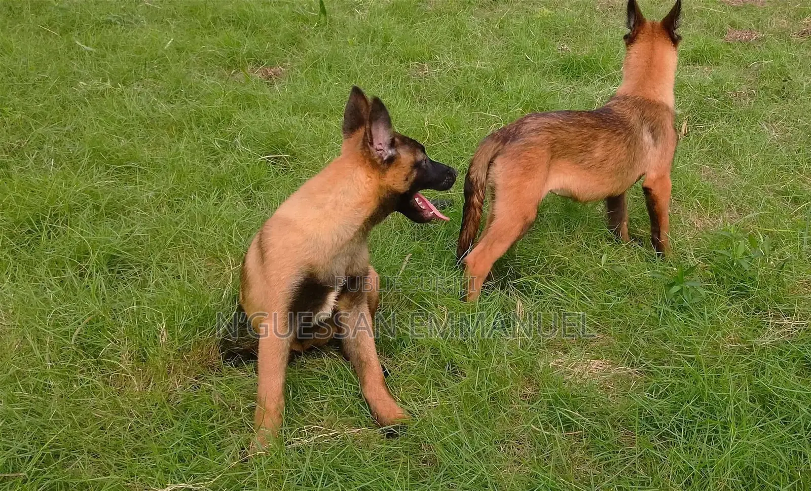 1-3 mois Homme Pure race Belgian Malinois