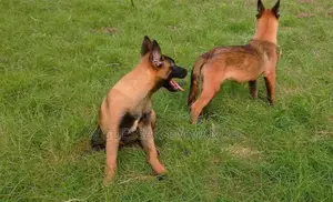 1-3 mois Homme Pure race Belgian Malinois