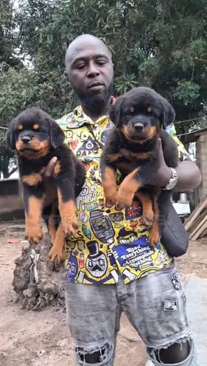 1-3 mois Homme Pure race Rottweiler