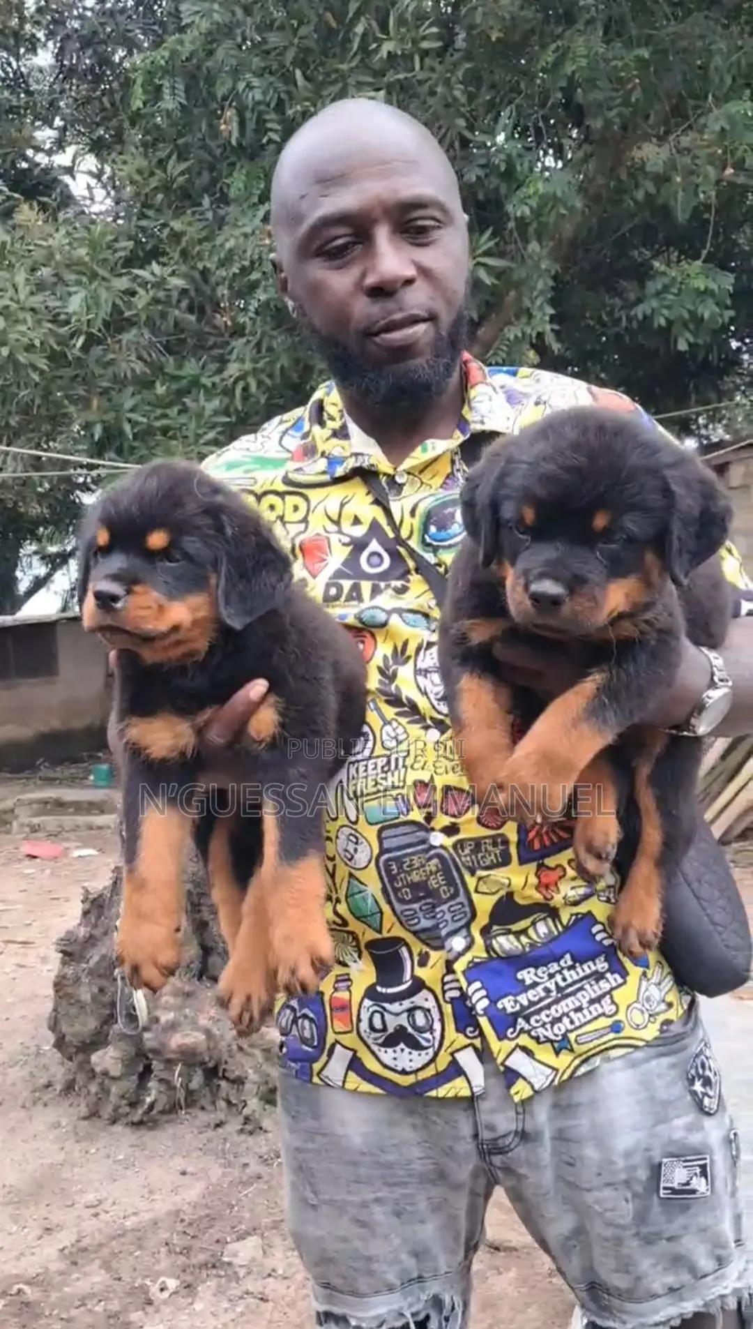 1-3 mois Homme Pure race Rottweiler