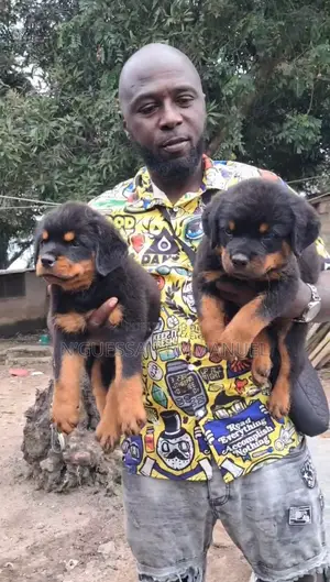 1-3 mois Homme Pure race Rottweiler