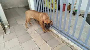 3-6 mois Femme Pure race Rottweiler