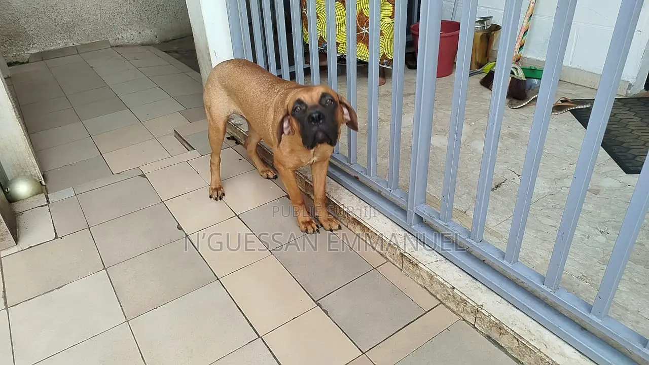 3-6 mois Femme Pure race Rottweiler