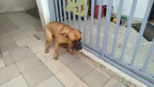 3-6 mois Femme Pure race Rottweiler