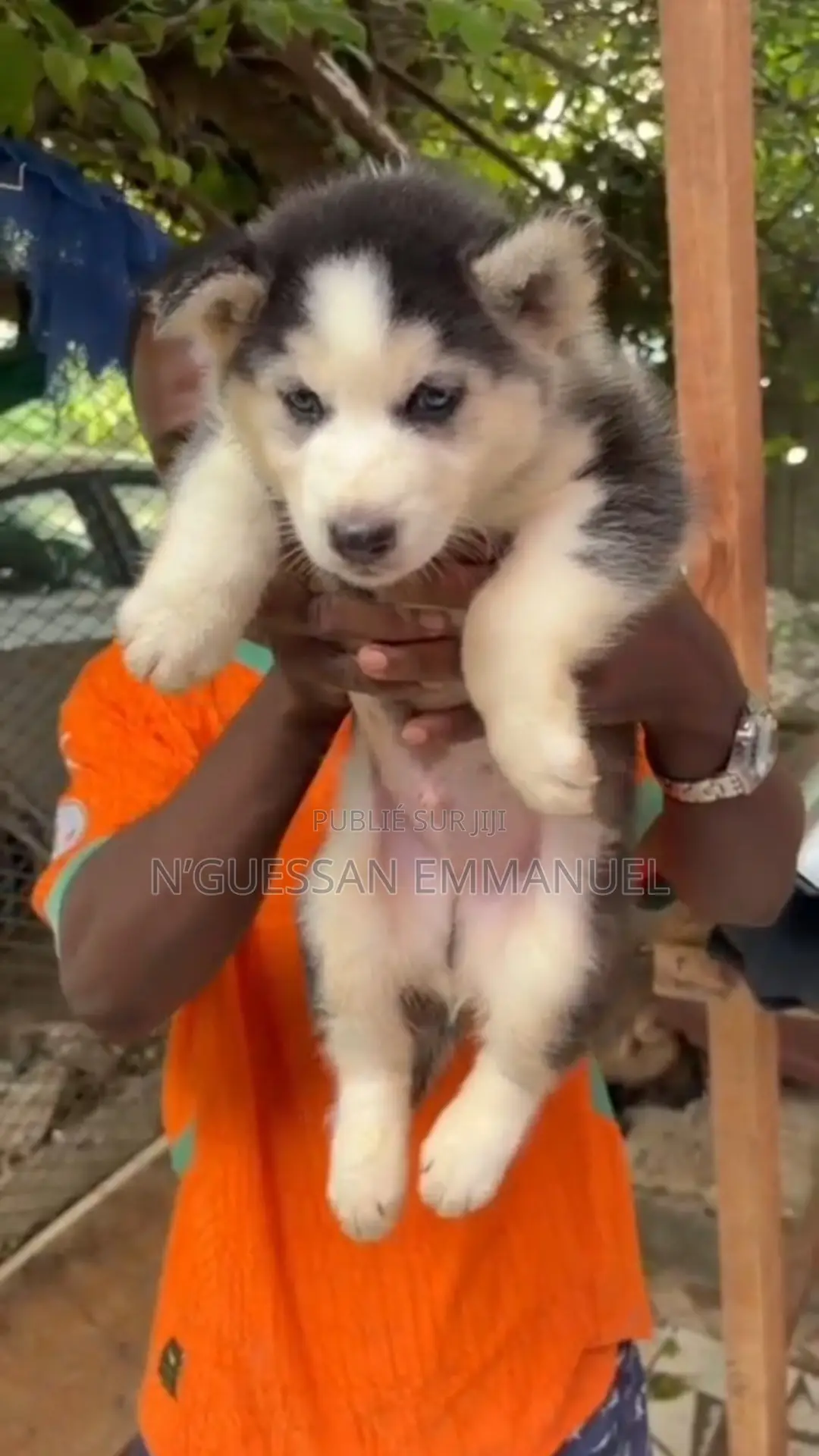 1-3 mois Homme Pure race Siberian Husky