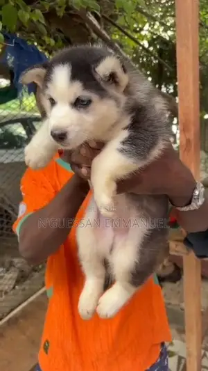 1-3 mois Homme Pure race Siberian Husky