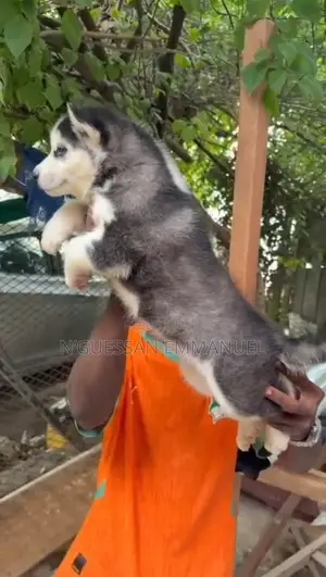 1-3 mois Homme Pure race Siberian Husky