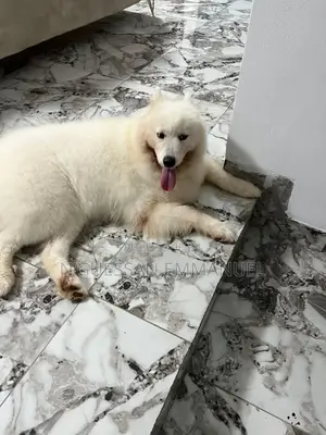 Plus d’un an Femme Pure race Samoyed