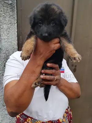 1-3 mois Homme Pure race Belgian Sheepdog