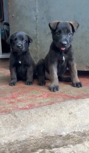 1-3 mois Homme Pure race Belgian Malinois