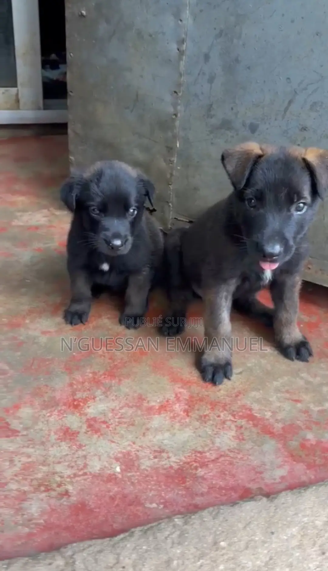1-3 mois Homme Pure race Belgian Malinois