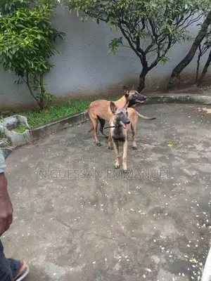 3-6 mois Homme Pure race Belgian Malinois