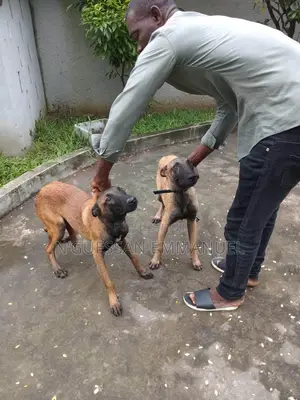 3-6 mois Homme Pure race Belgian Malinois