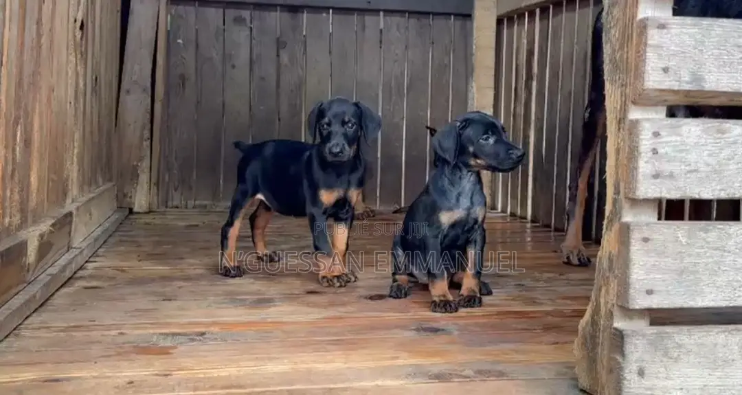 1-3 mois Homme Pure race Doberman Pinscher