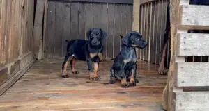 1-3 mois Homme Pure race Doberman Pinscher