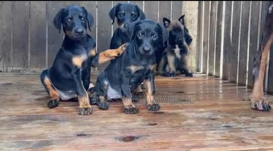 1-3 mois Homme Pure race Doberman Pinscher