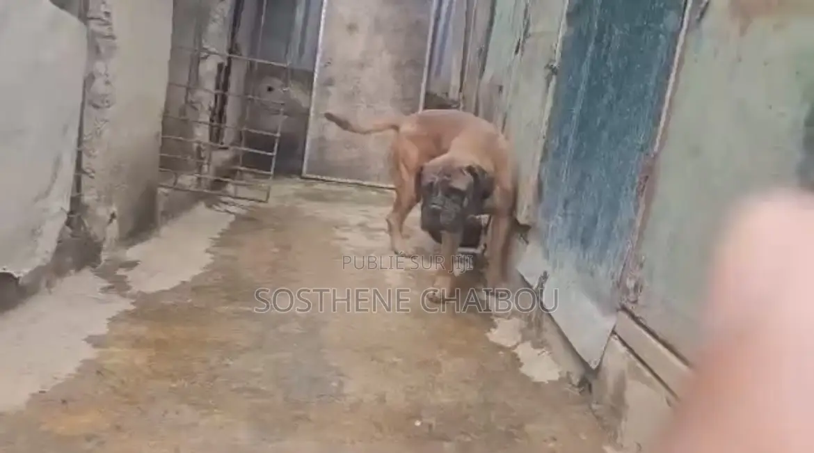 6 à 12 mois Homme Pure race Bullmastiff