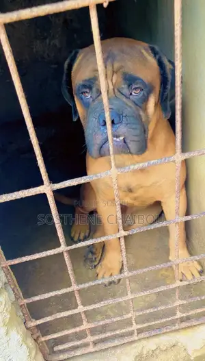 6 à 12 mois Homme Pure race Bullmastiff