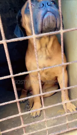 6 à 12 mois Homme Pure race Bullmastiff