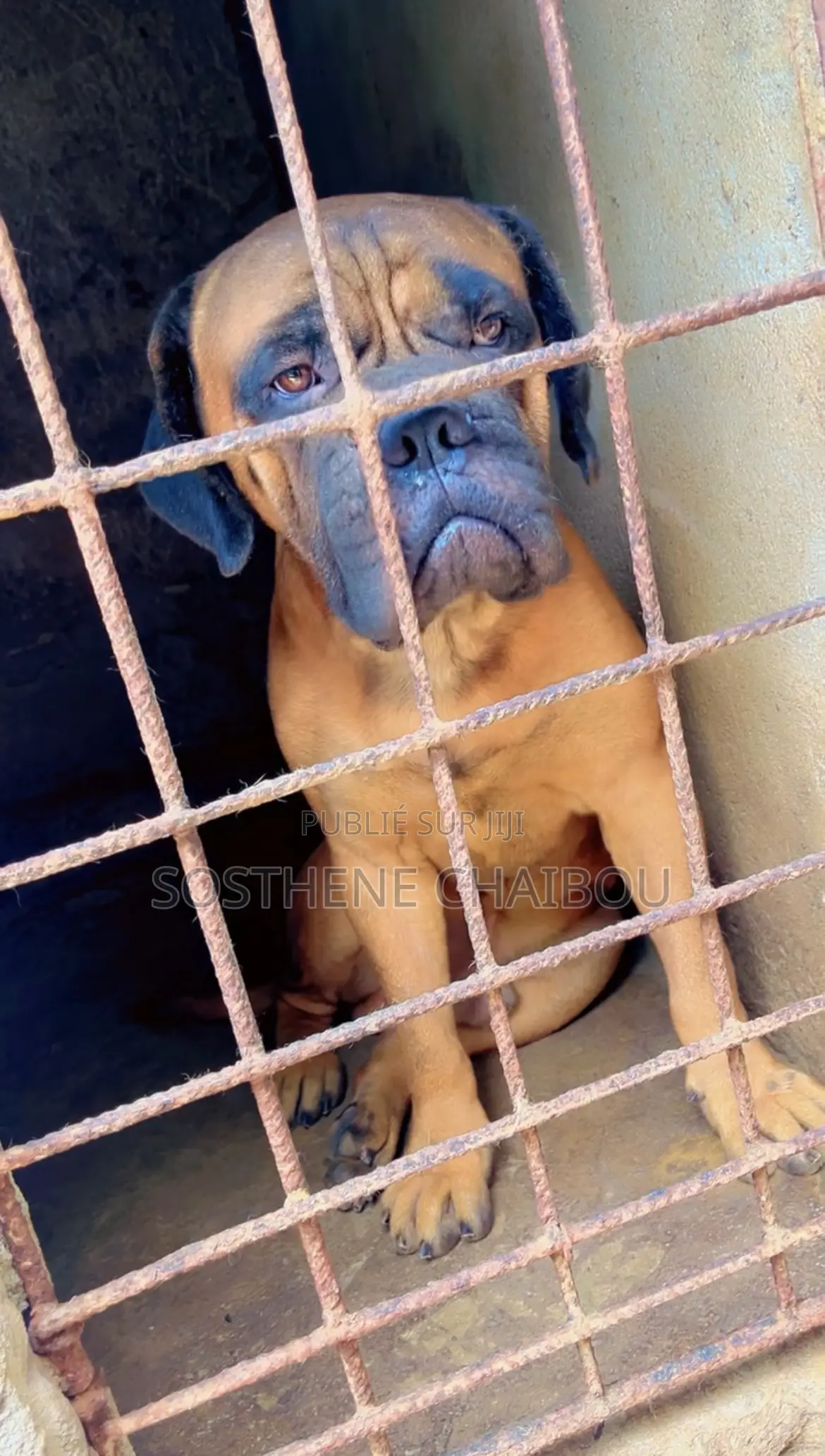 6 à 12 mois Homme Pure race Bullmastiff