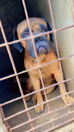 6 à 12 mois Homme Pure race Bullmastiff