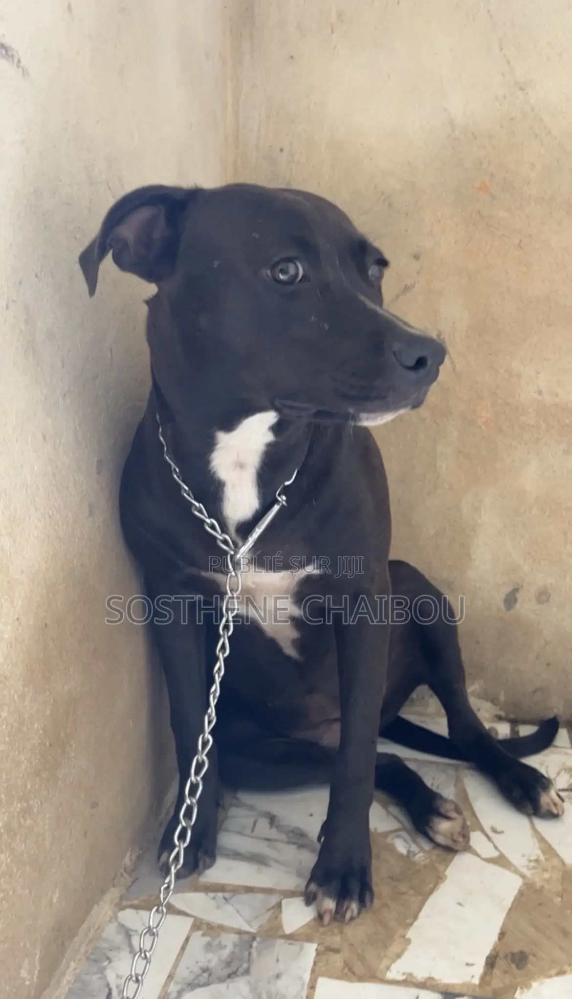 6 à 12 mois Femme Pure race American Pit Bull Terrier