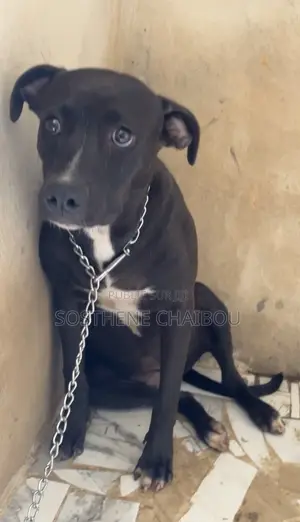 6 à 12 mois Femme Pure race American Pit Bull Terrier
